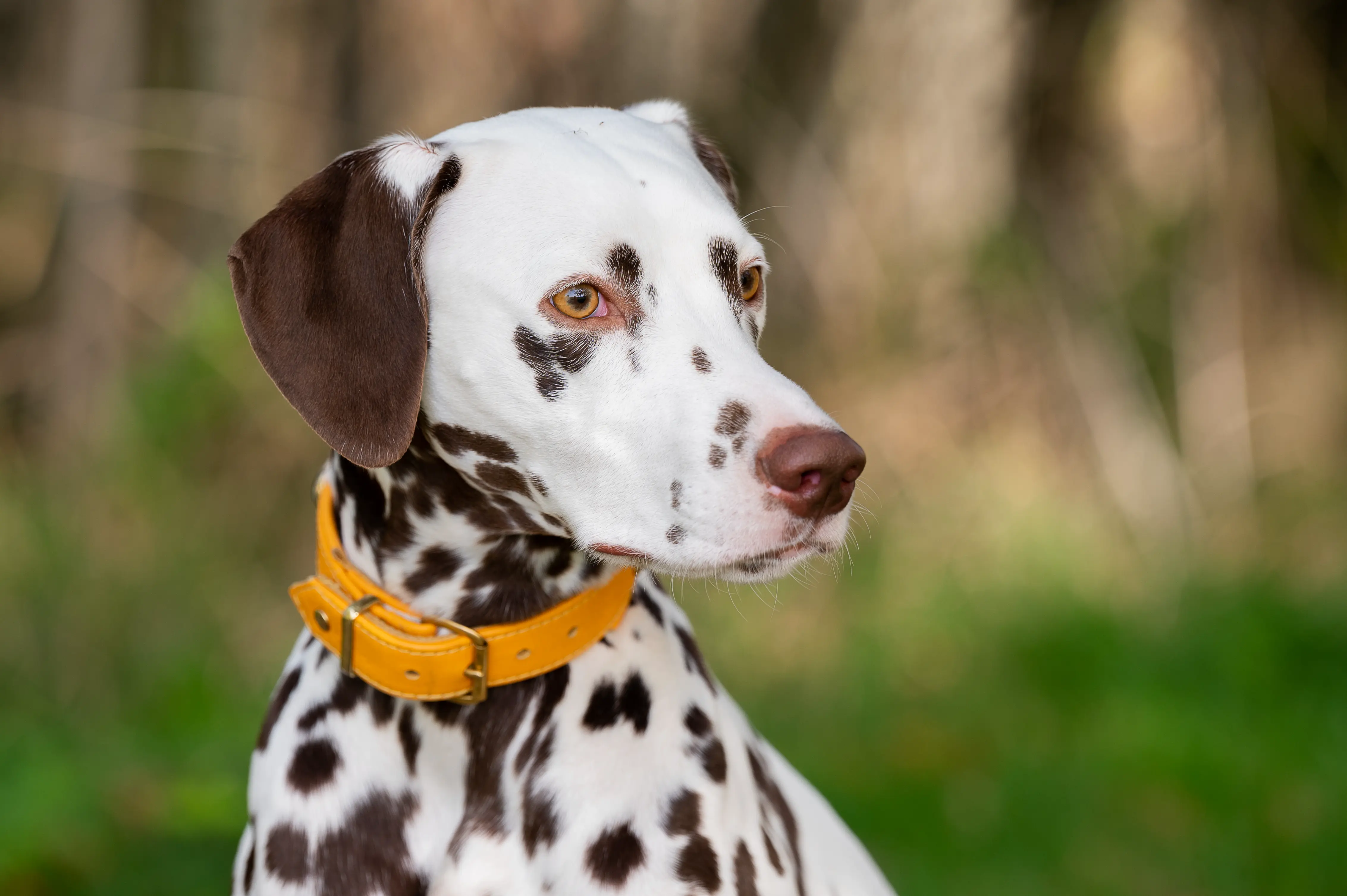 Tierfotografie